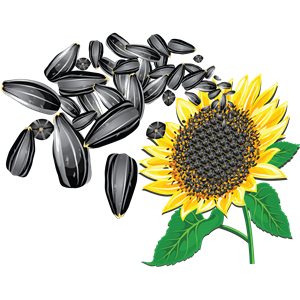 Sunflower seeds PNG-42933